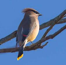 No need to register, buy now! Cedar Waxwing Alabama Birding Trails