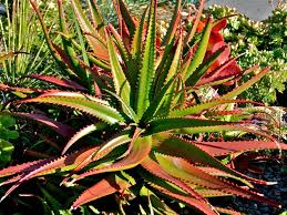 Image result for Aloe cameronii