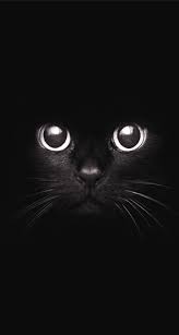 Https All Images Net 1000 Images About Wallpaper On Pinterest Iphone 5 Wallpaper Regarding Tumblr Iphone Wallpapers Hipster Gat Gatos Bonitos Gatos Black Cat