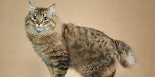 Untuk anak kucing sendiri dapat ditularkan dari induknya ketika menyusui. Mengenal Jenis Kucing Anggora Dan Cara Merawatnya Merdeka Com