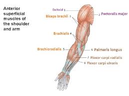 Usually as one muscle contracts (or shortens), the opposing muscle (known as the antagonist) elongates and vice versa. Limb Muscles Upload 8 24 Limb Muscle Worksheet