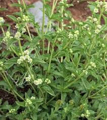 Image result for Lippia javanica