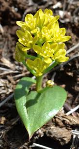 Image result for Eriosema cordatum