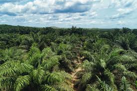 Hilirisasi Komoditas Perkebunan Rakyat Perkuat Ekonomi Nasional