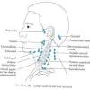 Hodgkin lymphoma is a type of cancer that affects the lymphatic system. Https Encrypted Tbn0 Gstatic Com Images Q Tbn And9gcqhehiln1apkul2zkqqrbtjoczfbxyio Jgxpt2 Q Uephrqbqs Usqp Cau