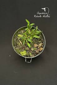 Image result for Bulbophyllum intertextum