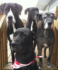 Great dane puppy rescue florida. Great Dane Puppies For Adoption The Y Guide