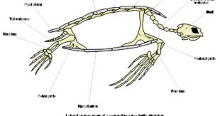 Sea Turtles Are Cool Turtle Sea Turtle Turtle Tattoo