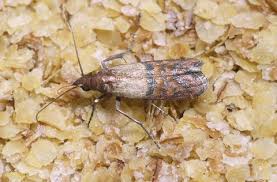 Many species in this family are casebearers and a few are indoor pests of hair fibers, woolens, silks, felt and similar materials. How To Get Rid Of Moths In The House Best Way To Kill Pantry And Clothes Moths