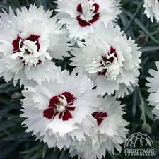 Plant Profile For Dianthus Silver Star Border Pinks Perennial Oeillets Fleurs Jardins