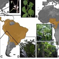 Image result for Cylicomorpha parviflora