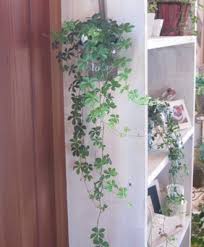 ５枚の葉が花のように広がる人気の観葉植物です かわいいのに丈夫で育てやすく つる性なので形も整えやすく インテリア性が高いところも魅力的 基本的には写真のように下に垂れ下がりながら成長していくので 少し高い場所や 垂れ シュガーバイン 観葉植物