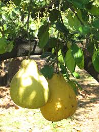 Image result for Citrus maxima