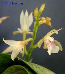 Image result for Oeceoclades maculata