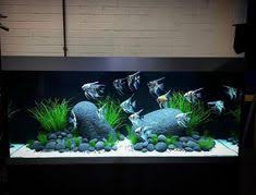 Memiliki aquarium indah dengan ikan yang sehat adalah salah satu terapi mata yang menyenangkan. Muhammad Rofii Rofiantoni Profil Pinterest