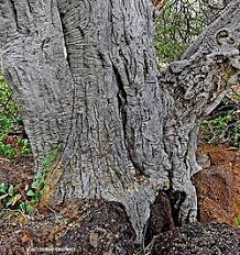 Image result for Boscia foetida