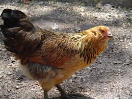 Why do some chickens live longer than others? How Long Do Chickens Live Factors That Impact Lifespan