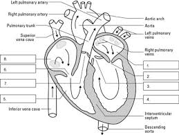 Navigate The Human Heart And Circulatory System Dummies