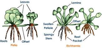 Image result for Pistia