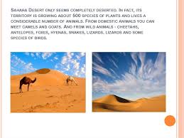 The sahara is the world's hottest desert. He Sahara Desert Online Presentation