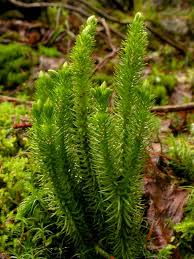 Image result for Huperzia bampsiana