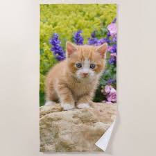 Cute Fluffy Ginger Baby Cat Kitten Flowers Beach Towel Zazzle Com Baby Cats Cats And Kittens Ginger Babies
