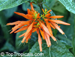 Image result for Justicia scandens