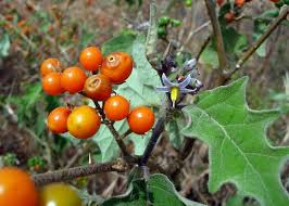 Image result for Solanum anguivi