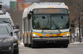 Image result for Maerua bussei