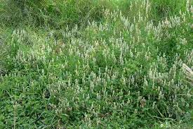 Image result for Justicia striata