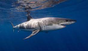Great white sharks have several rows of sharp, serrated teeth that can number into the thousands. 8 Great White Shark Facts And 9 More Facts About Sharks Rushkult