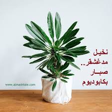 نخيل مدغشقر من العصاريات الجميلة والفريدة بمظهرها الرائع الاستوائي وشكلها الذي يبدو مثل نخلة مصغرة مما اكسبها اسمها الشهير رغم أنها ليست Plants