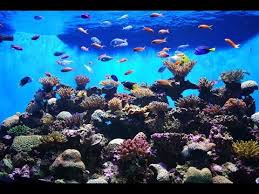 The Best 3d Aquarium Live Wallpaper Hd 3d Aquarium Game Apps For Android Hd 1 Youtube 3d fish live wallpaper is a custom built opengl live wallpaper, with 100% unique graphics! the best 3d aquarium live wallpaper hd