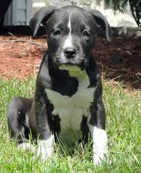 Black And White Pit Bull Terrier Happy Bull Terrier Day These Doggos Will Help You Celebrate Bull Terrier Puppy Pitbull Terrier American Pitbull Terrier