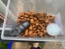 40のおじさんがクワガタ・カブトムシの飼育はじめましたよ。 - はてなブログ