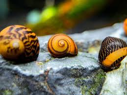 Gold Racer Nerite Snail Vittina Waigiensis In 2020 Rare Fish Freshwater Aquarium Snail