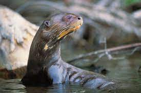 Giant River Otter Of The Amazon It Is So Cute Otters Giant River Otter River Otter
