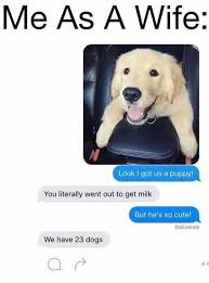 Literally Me Except We Only Now Have 3 Dogs Funny Dog Memes Cute Funny Animals Funny Animal Memes