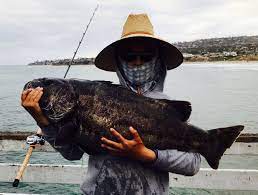 Maybe you would like to learn more about one of these? Crystal Pier San Diego Pier Fishing In California