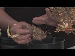 If you are planting a number of dahlias in the same location, they should be separated by about 2 feet to give each plant room to grow. Flower Gardening How To Plant Dahlia Bulbs Youtube
