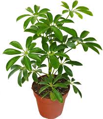Redefine outdoor space at west elm®. Umbrella Plant Care How To Grow Maintain Umbrella Plants Apartment Therapy