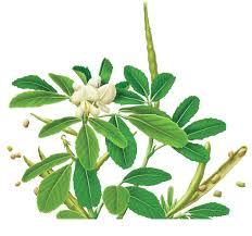 Image result for trigonella foenum-graecum،