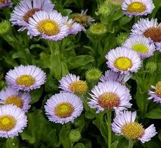 Image result for Eriosema erici-rosenii