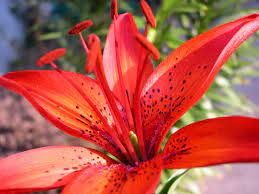 Red Lily Jpg 3300 2475 Fragrant Flowers Lawn Care Red Lily