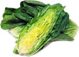Le insalate sono verdure abbastanza resistenti al freddo, grazie al tunnel coperto o all'uso di tessuto non tessuto si può prolungare di un buon mese il loro periodo di coltivazione e arrivare fino a novembre. Radicchio Verde Alimenti Radicchio Verde Ortaggio