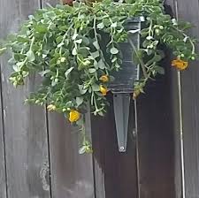 Here are 10 of the best outdoor flower planters flower planters trailing flowers red plants planting herbs flowering. What Are These Trailing Plants With Yellow Or Red Flowers And Gray Leaves Called Gardening Landscaping Stack Exchange