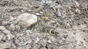 tb akrep scorpion mesobuthusgibbosus mesobuthus eklembacakli scorpionofinstagram eklembacaklilar doga nature saria instagram instagram photo photo