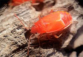 Rote käfer im garten können schön aussehen. Ein Kafersoldat Ist Gefahrlich Fur Menschen Insektensoldat Kafer Oder Kafer Welchen Schaden Kann Ein Kafer Einem Soldaten Zufugen