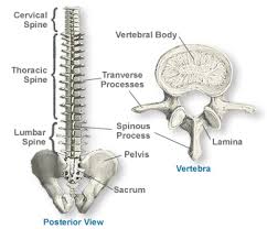 The column of bones in the back enclosing and protecting the spinal cord : Anatomy Of The Spine Southern California Orthopedic Institute