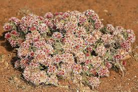 Image result for Helichrysum candolleanum